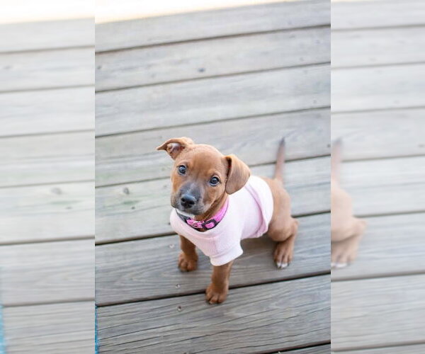 Medium Photo #1 American Pit Bull Terrier-Unknown Mix Puppy For Sale in Germantown, OH, USA