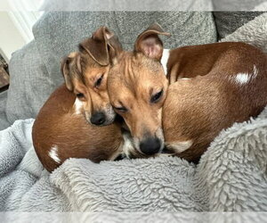 Michael Phelps Sussex - Male Jack Chi Dog for Adoption - Photo #3