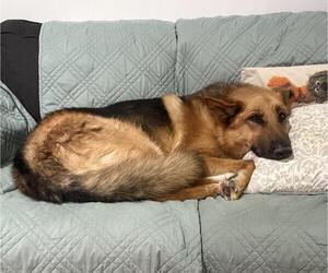 German Shepherd Dog Dogs for adoption in Incline Village, NV, USA