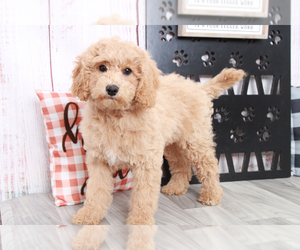 Goldendoodle (Miniature) Puppy for sale in MARIETTA, GA, USA