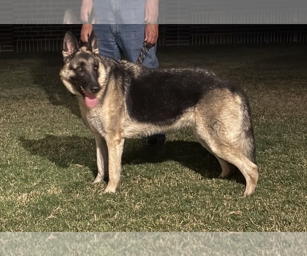 Medium Photo #2 German Shepherd Dog Puppy For Sale in McKinney, TX, USA