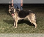 Small #1 German Shepherd Dog