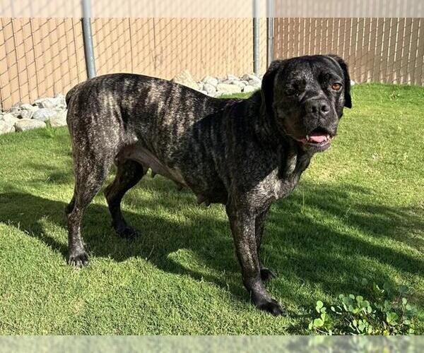 Medium Photo #1 Mastiff-Unknown Mix Puppy For Sale in Redlands, CA, USA