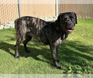 Mastiff-Unknown Mix Dogs for adoption in Redlands, CA, USA