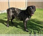 Small Mastiff Mix
