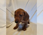 Small Photo #7 Dachshund Puppy For Sale in KUNA, ID, USA
