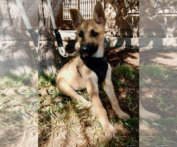 Medium Photo #1 Mutt Puppy For Sale in San Diego, CA, USA