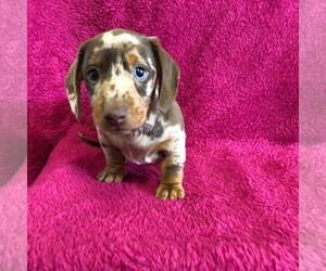 Dachshund Puppy for sale in BRONX, NY, USA
