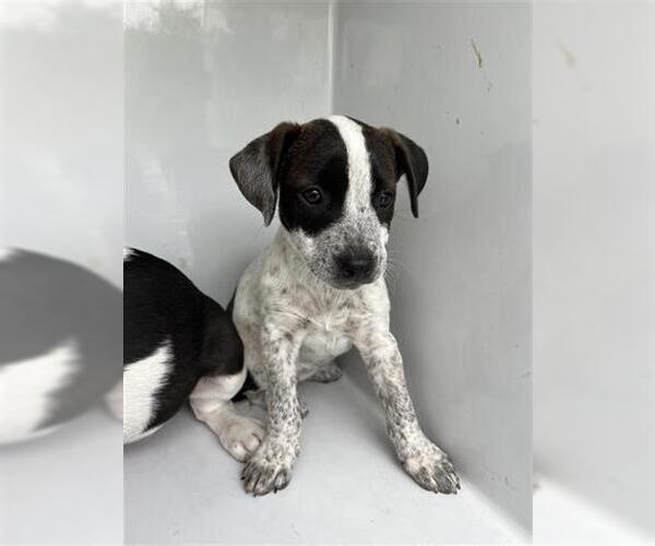 Medium Photo #1 Labrador Retriever Puppy For Sale in Houston, TX, USA