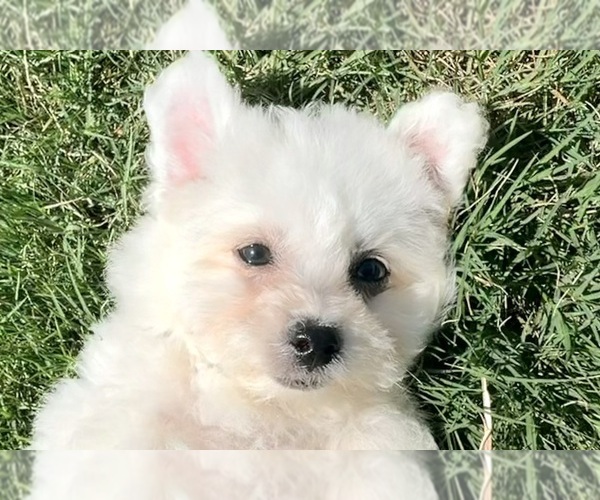 Medium Photo #1 Bichon Frise Puppy For Sale in PELZER, SC, USA