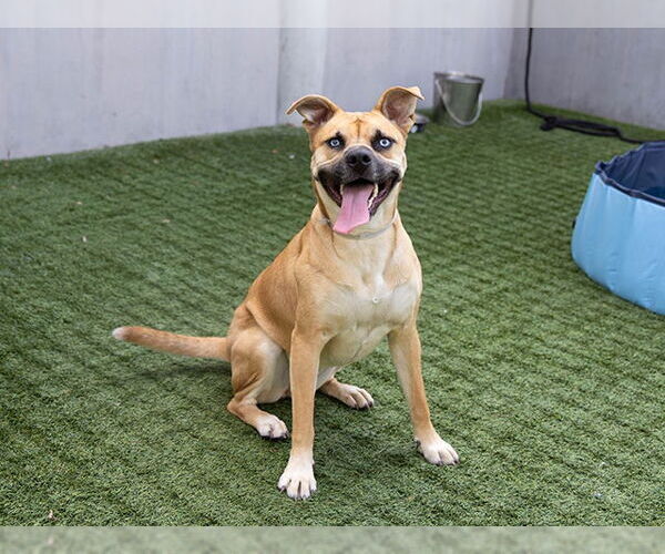 Medium Photo #3 American Pit Bull Terrier-Unknown Mix Puppy For Sale in Pasadena, CA, USA