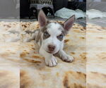 Small #1 Siberian Husky