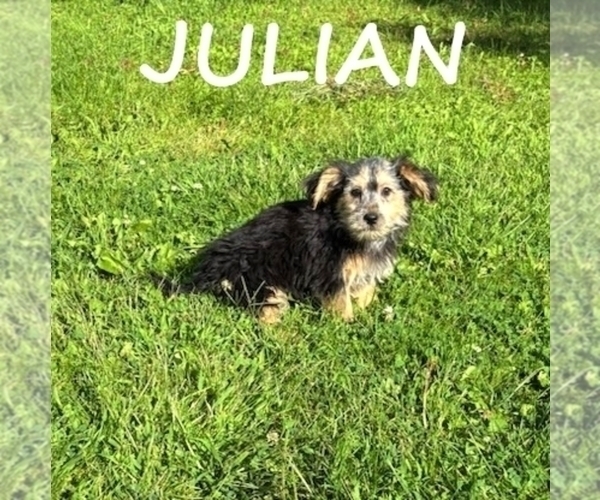 Medium Photo #2 Shorkie Tzu Puppy For Sale in HARTLAND, MN, USA