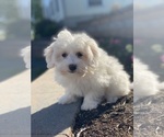 Small #1 Coton de Tulear