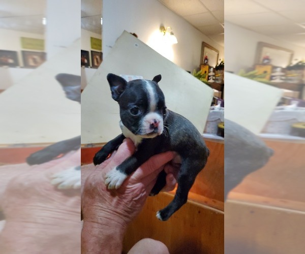 Medium Photo #1 Boston Terrier Puppy For Sale in EAST GRAND FORKS, MN, USA