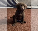 Small Photo #13 Labrador Retriever Puppy For Sale in SHELBY, NC, USA