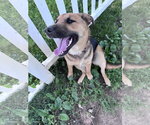 Small German Shepherd Dog Mix