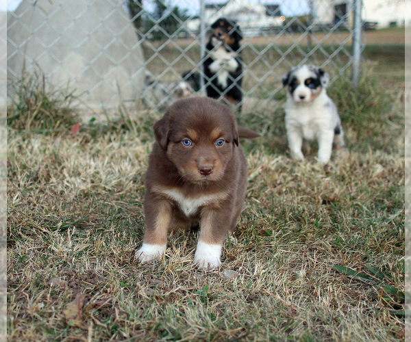 Medium Photo #17 Australian Shepherd Puppy For Sale in LASCASSAS, TN, USA