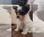 Small Photo #2 Yorkshire Terrier Puppy For Sale in MONTICELLO, GA, USA