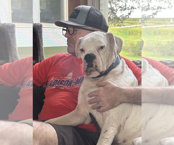 Medium Photo #3 Boxer Puppy For Sale in Woodbury, MN, USA