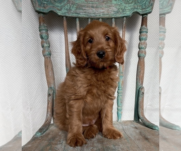 Medium Photo #11 Goldendoodle (Miniature) Puppy For Sale in WEST POINT, KY, USA