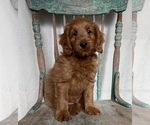 Small Photo #11 Goldendoodle (Miniature) Puppy For Sale in WEST POINT, KY, USA
