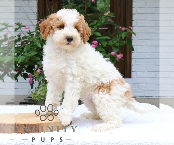 Medium Photo #4 Goldendoodle (Miniature) Puppy For Sale in NARVON, PA, USA