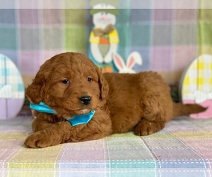 Goldendoodle Puppy for sale in LANCASTER, PA, USA
