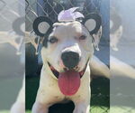 Small #6 American Pit Bull Terrier Mix