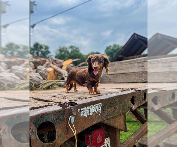 Medium Photo #1 Dachshund Puppy For Sale in ROCK HILL, SC, USA