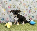 Small #25 Chihuahua