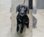 Small #3 Labrador Retriever