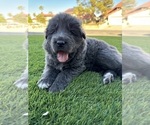 Puppy Puppy 2 German Shepherd Dog