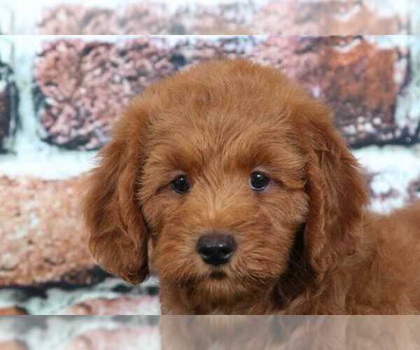Medium Photo #2 Goldendoodle Puppy For Sale in BEL AIR, MD, USA
