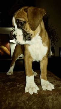 Medium Photo #1 Boxer Puppy For Sale in KENNEWICK, WA, USA
