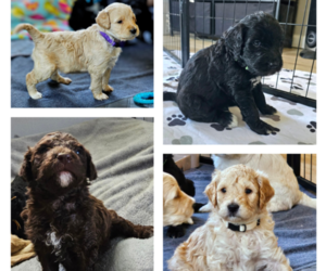 Bernedoodle Litter for sale in MASSANUTTEN, VA, USA