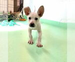 Small #1 Anatolian Shepherd-Labrador Retriever Mix