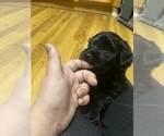 Small Photo #8 YorkiePoo Puppy For Sale in NEW BRITAIN, CT, USA