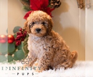 Bichpoo Puppy for sale in DORNSIFE, PA, USA