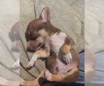 Small #2 Chihuahua