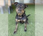 Small Rottweiler Mix