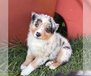Australian Shepherd Puppy for sale in JEROMESVILLE, OH, USA
