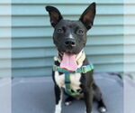 Small #21 American Pit Bull Terrier Mix