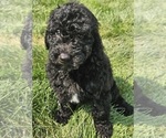 Puppy Suzie Goldendoodle