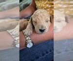Small #1 Labradoodle
