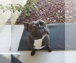 Small Photo #1 Faux Frenchbo Bulldog Puppy For Sale in FT MYERS, FL, USA
