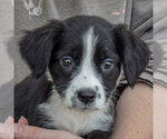 Small #6 Mutt