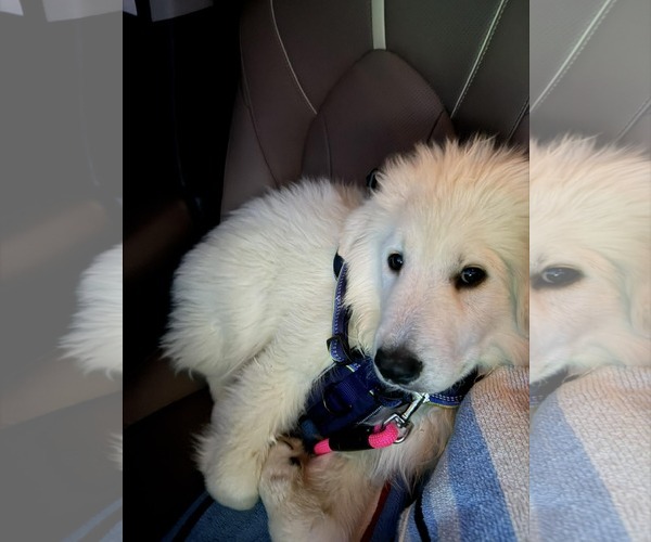 Medium Photo #4 Great Pyrenees-Unknown Mix Puppy For Sale in pomfret, CT, USA