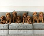 Small Photo #1 Goldendoodle Puppy For Sale in UTOPIA, TX, USA