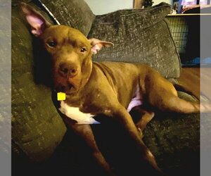 Calvin - Male Mutt Dog for Adoption - Photo #7